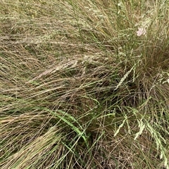 Poa sieberiana (Poa Tussock) at Bungonia, NSW - 16 Nov 2024 by Jenny54