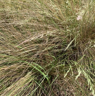 Poa sieberiana (Poa Tussock) at Bungonia, NSW - 17 Nov 2024 by Jenny54