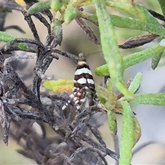 Glyphipterix meteora at Bungendore, NSW - suppressed