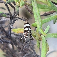 Glyphipterix meteora at Bungendore, NSW - suppressed