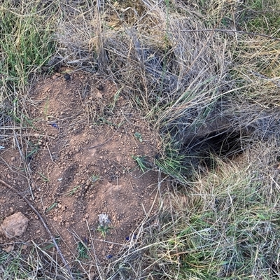 Oryctolagus cuniculus (European Rabbit) at Watson, ACT - 15 Nov 2024 by waltraud