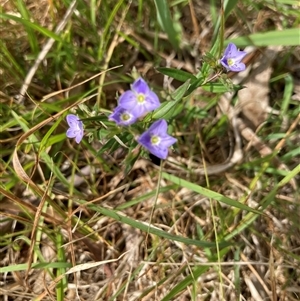 Veronica gracilis at Bungonia, NSW - 17 Nov 2024 10:22 AM