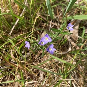 Veronica gracilis at Bungonia, NSW - 17 Nov 2024 10:22 AM