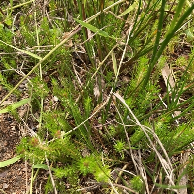 Myriophyllum sp. (Water-milfoil) at Bungonia, NSW - 16 Nov 2024 by Jenny54