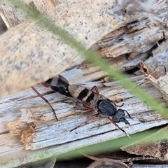 Therevidae (family) (Unidentified stiletto fly) at Bungendore, NSW - 15 Nov 2024 by clarehoneydove