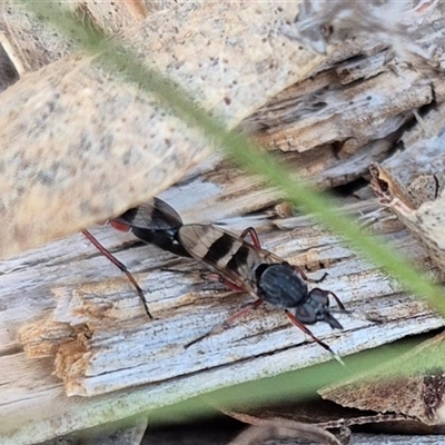 Therevidae (family) (Unidentified stiletto fly) at Bungendore, NSW - 15 Nov 2024 by clarehoneydove