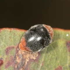 Cryptolaemus montrouzieri (Mealybug ladybird) at Bungonia, NSW - 17 Nov 2024 by AlisonMilton