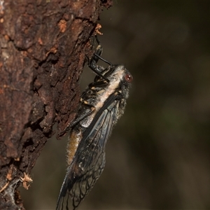 Psaltoda moerens at Bungonia, NSW - 17 Nov 2024