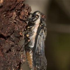 Psaltoda moerens at Bungonia, NSW - 17 Nov 2024