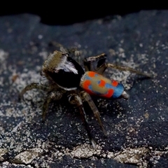 Maratus pavonis at Florey, ACT - suppressed