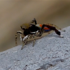 Maratus pavonis at Florey, ACT - suppressed