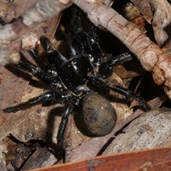 Hadronyche sp. (genus) (A funnel web) at Charleys Forest, NSW - 13 Nov 2024 by arjay