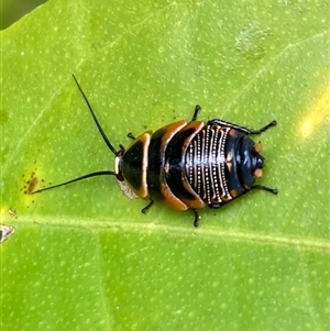 Ellipsidion australe at Curtin, ACT - 31 Oct 2024