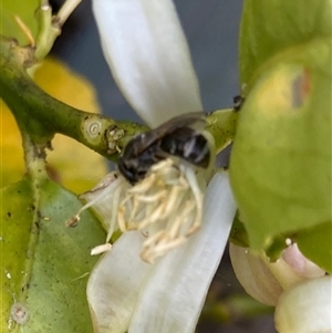 Lasioglossum (Chilalictus) sp. (genus & subgenus) at Curtin, ACT - 3 Nov 2024 06:34 PM