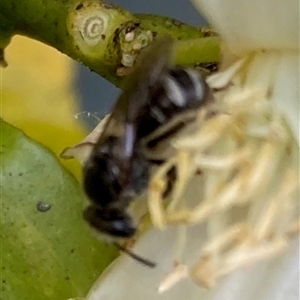 Lasioglossum (Chilalictus) sp. (genus & subgenus) at Curtin, ACT - 3 Nov 2024 06:34 PM