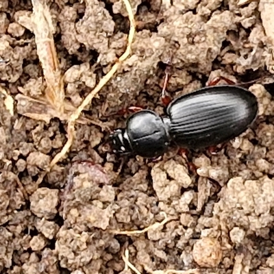 Eurylychnus sp. (genus) (Predaceous ground beetle) at Gundary, NSW - 17 Nov 2024 by trevorpreston