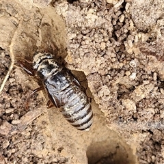 Cicadidae (family) (Unidentified cicada) at Gundary, NSW - 17 Nov 2024 by trevorpreston