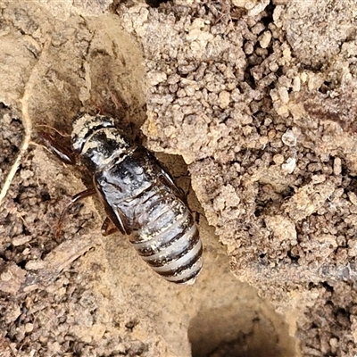 Cicadidae (family) (Unidentified cicada) at Gundary, NSW - 17 Nov 2024 by trevorpreston