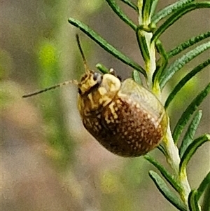 Paropsisterna cloelia at Gundary, NSW - 17 Nov 2024