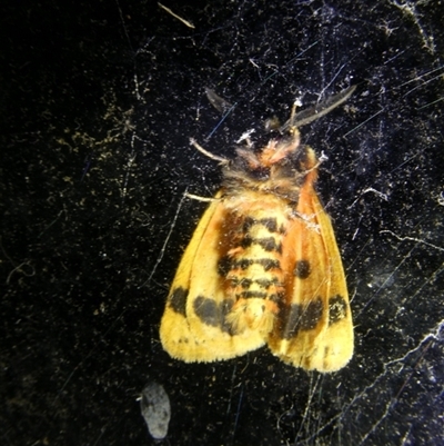 Arctiinae (subfamily) at Charleys Forest, NSW - 11 Nov 2024 by arjay