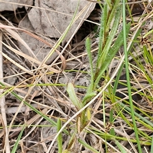 Leptorhynchos squamatus subsp. squamatus at Gundary, NSW - 17 Nov 2024 02:31 PM