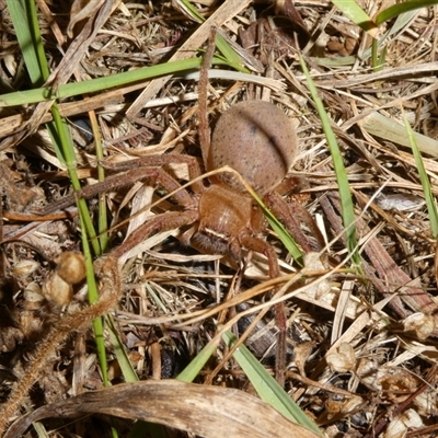 Neosparassus sp. (genus) (Unidentified Badge huntsman) at Charleys Forest, NSW - 10 Nov 2024 by arjay