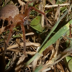 Neosparassus sp. (genus) at Charleys Forest, NSW - 11 Nov 2024