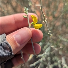 Crotalaria eremaea subsp. eremaea (Bluebush Pea, Loose-flowered Rattlepod) at Tibooburra, NSW - 17 Nov 2024 by Darcy