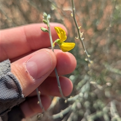 Crotalaria eremaea subsp. eremaea (Bluebush Pea, Loose-flowered Rattlepod) at Tibooburra, NSW - 17 Nov 2024 by Darcy