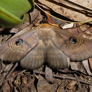 Dasypodia selenophora at Charleys Forest, NSW - suppressed