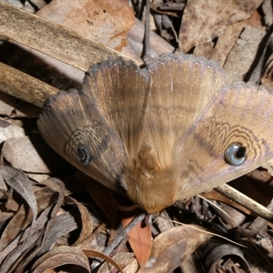 Dasypodia selenophora at Charleys Forest, NSW - suppressed