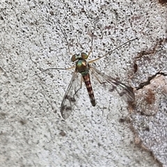 Dolichopodidae (family) (Unidentified Long-legged fly) at Gundary, NSW - 17 Nov 2024 by trevorpreston