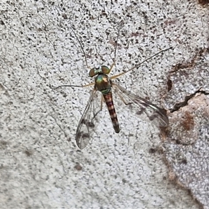 Dolichopodidae (family) at Gundary, NSW - 17 Nov 2024 02:28 PM