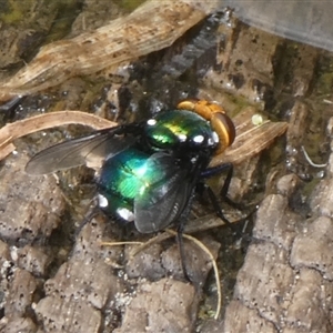 Amenia sp. (genus) at Charleys Forest, NSW - 9 Nov 2024