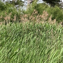 Typha sp. (Cumbungi) at Bungonia, NSW - 17 Nov 2024 by Jenny54