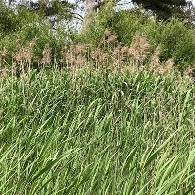 Typha sp. (Cumbungi) at Bungonia, NSW - 17 Nov 2024 by Jenny54