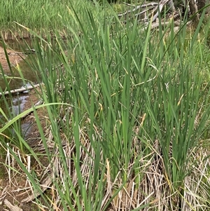 Typha sp. at Bungonia, NSW - 17 Nov 2024 10:29 AM