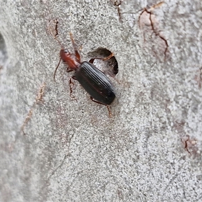 Demetrida suturata (Arboreal carab beetle) at Gundary, NSW - 17 Nov 2024 by trevorpreston