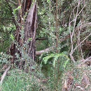 Leptospermum myrtifolium at Bungonia, NSW - 17 Nov 2024 10:53 AM