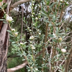 Leptospermum myrtifolium at Bungonia, NSW - 17 Nov 2024 10:53 AM