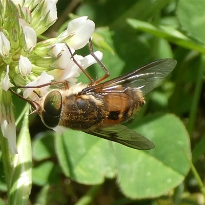 Copidapha maculiventris (March fly) at Charleys Forest, NSW - 9 Nov 2024 by arjay