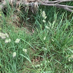 Dactylis glomerata (Cocksfoot) at Bungonia, NSW - 17 Nov 2024 by Jenny54