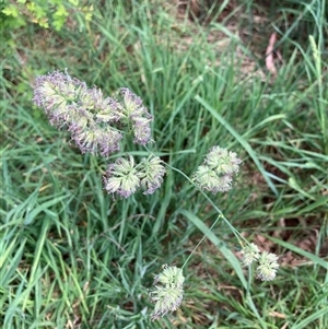 Dactylis glomerata at Bungonia, NSW - 17 Nov 2024