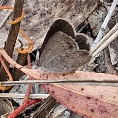 Erina acasta at Gundary, NSW - 17 Nov 2024 02:25 PM