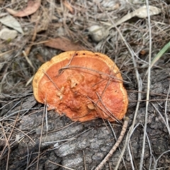 Trametes coccinea (Scarlet Bracket) at Bungonia, NSW - 17 Nov 2024 by Jenny54