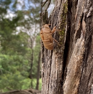 Cicadidae (family) at Bungonia, NSW - 17 Nov 2024 10:40 AM