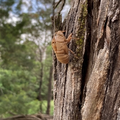 Cicadidae (family) (Unidentified cicada) at Bungonia, NSW - 16 Nov 2024 by Jenny54