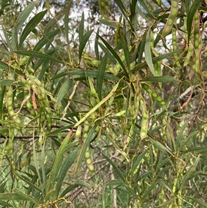 Acacia rubida at Bungonia, NSW - 17 Nov 2024