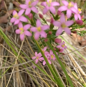 Centaurium erythraea at Bungonia, NSW - 17 Nov 2024