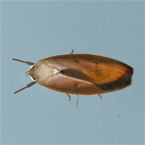 Ptyoptila matutinella at Harrison, ACT - 16 Nov 2024 10:30 PM